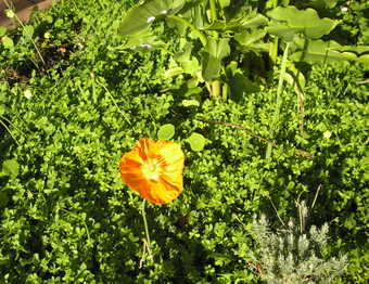 california poppy flower